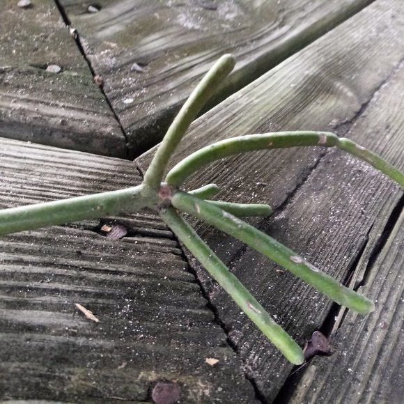 1 Rooted Pencil Cactus Starter - Picture 3 of 5